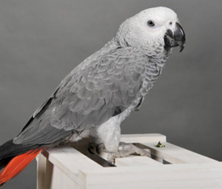 Gris du Gabon bébé Ce petit perroquet Gris du Gabon commence à découvrir le monde, mais il a encore besoin de soins, de chaleur et d'attention.