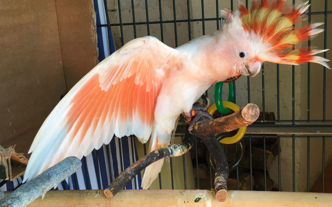 Cacatoès de Leadbeater