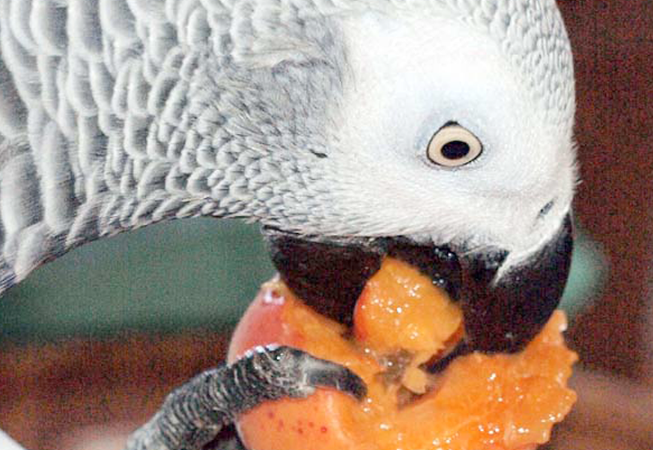 Mon point de vue sur l’alimentation des perroquets
