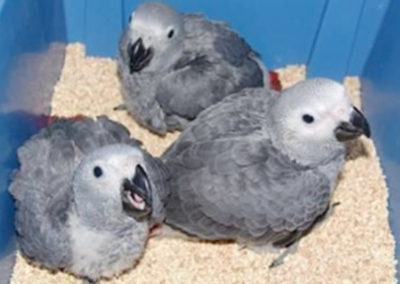 3 bébé gris du Gabon
